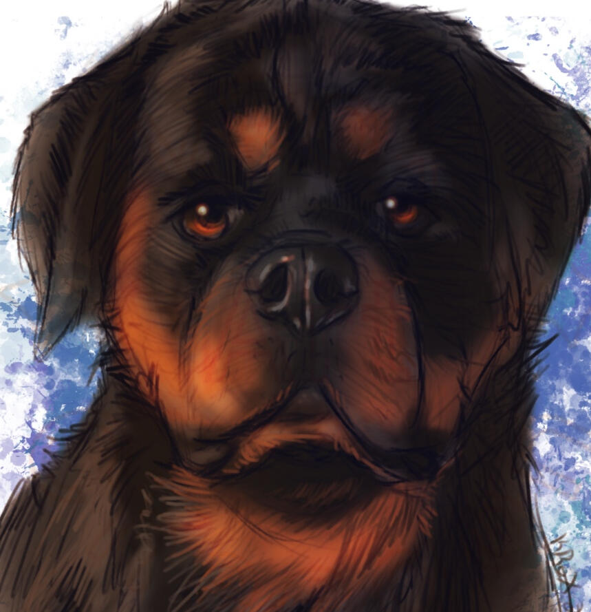 Pet Portrait - Rottweiler